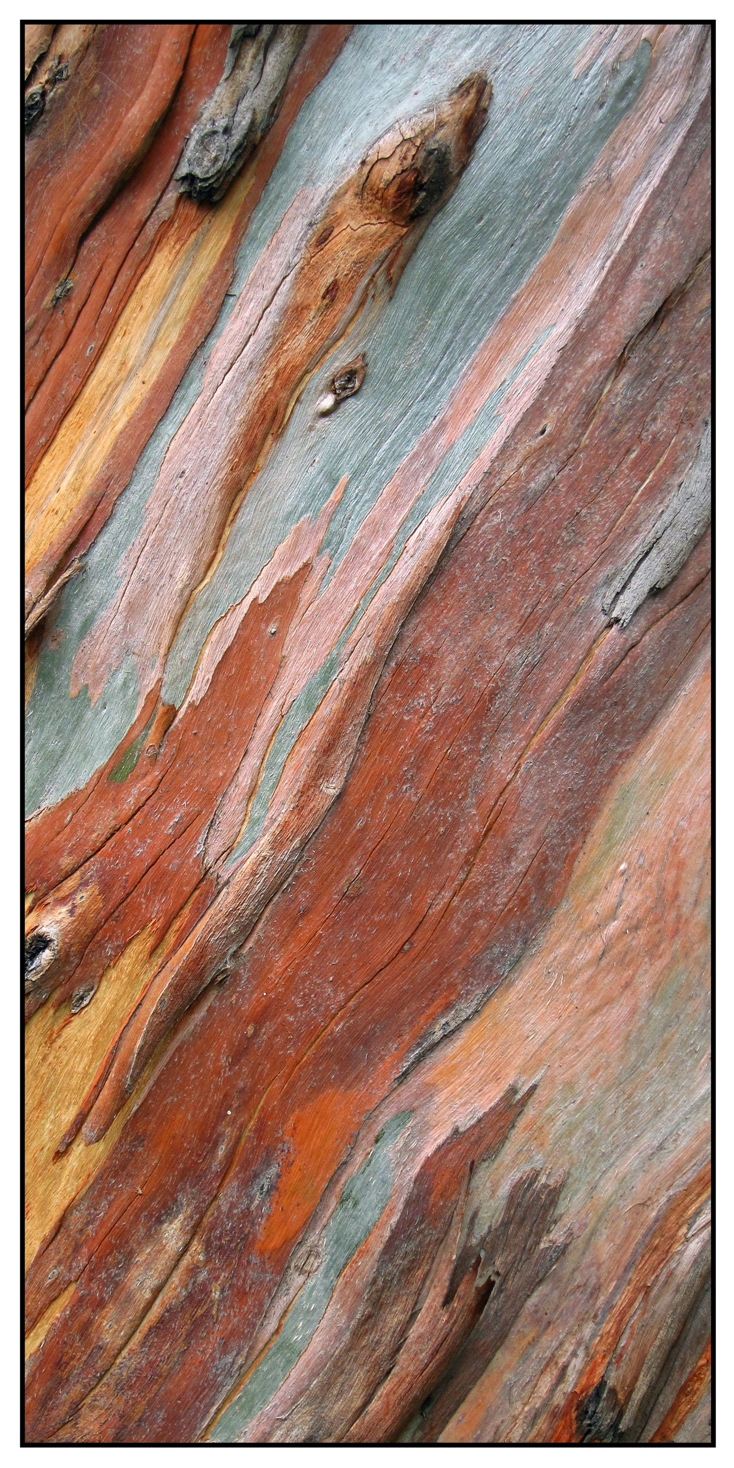 Eucalypt Bark