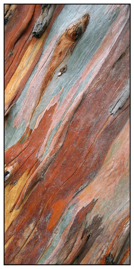 Eucalypt Bark