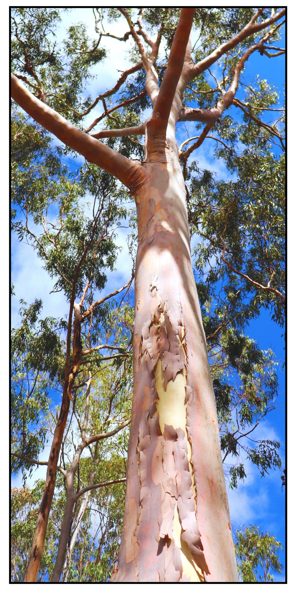 Lemon Scented Gum - all-rounder size