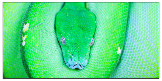 Green Tree Python