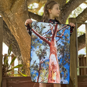 Lemon Scented Gum - all-rounder size