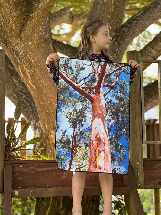 Lemon Scented Gum all-rounder size’