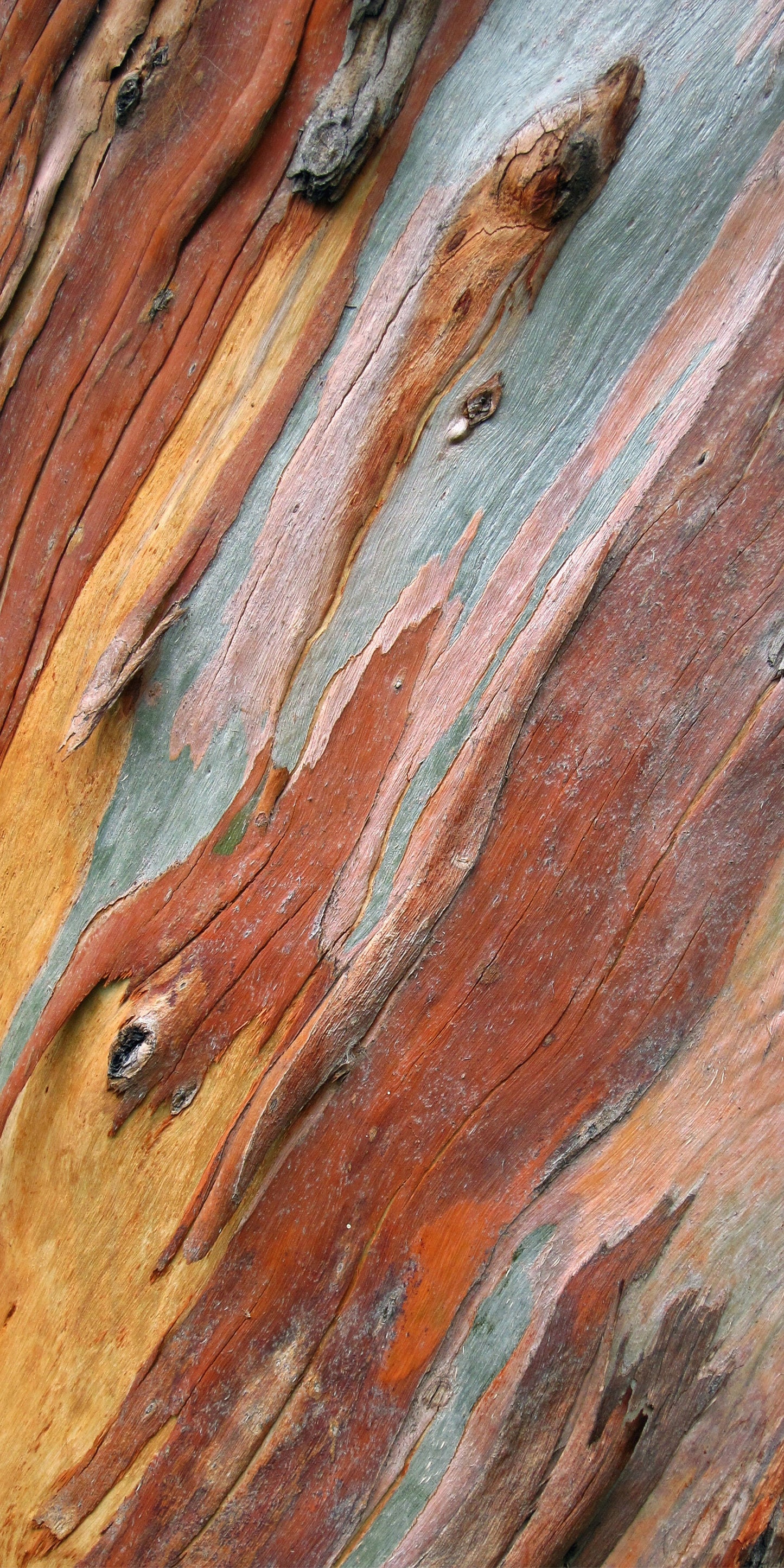 Eucalypt Bark