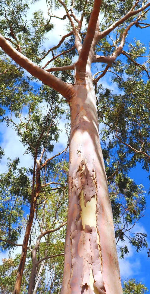 Lemon Scented Gum