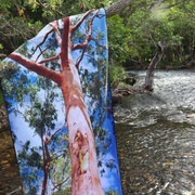 Lemon Scented Gum