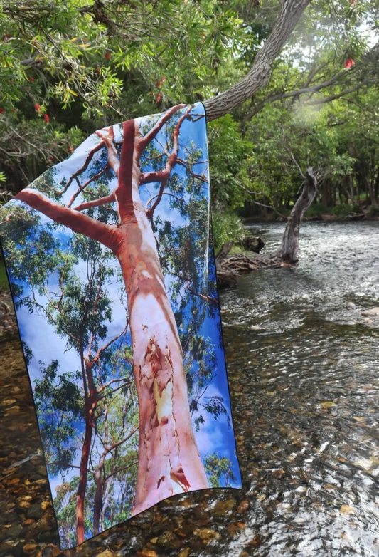 Lemon Scented Gum