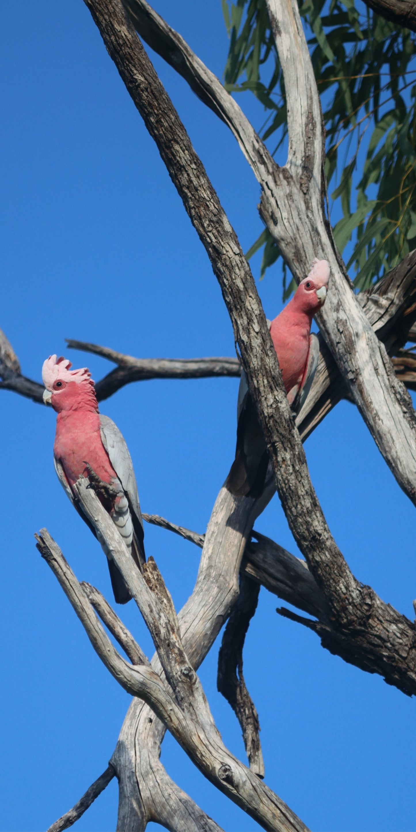 Twin Galahs