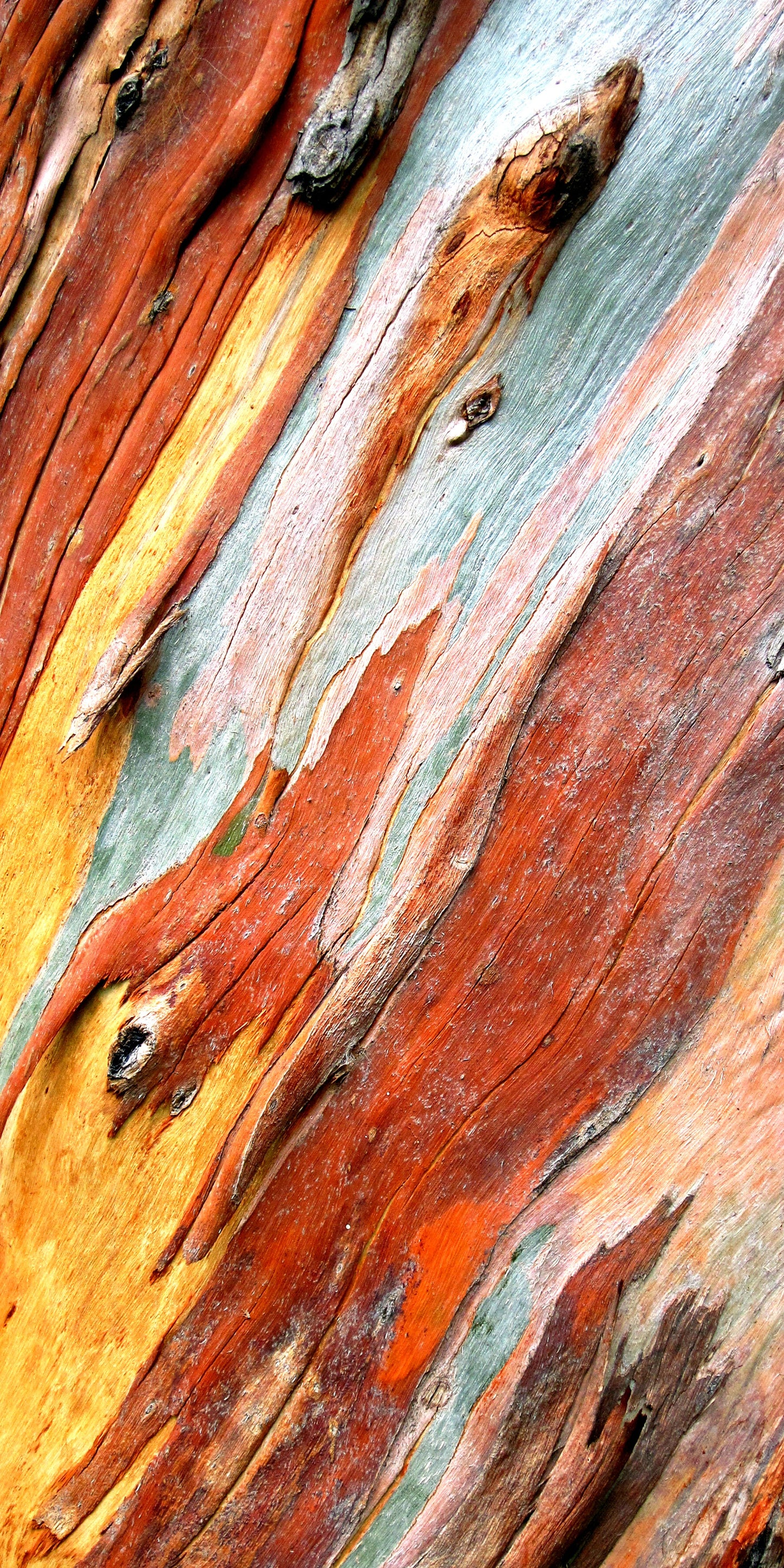 Eucalypt Bark - all rounder size