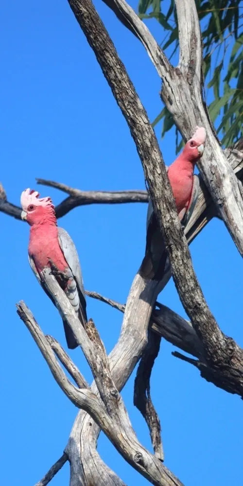 Twin Galahs - all rounder size